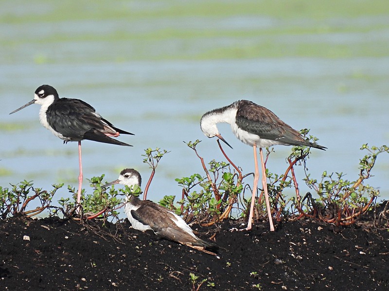 黑颈高跷(墨西哥Himantopus mexicanus)栖息在湖边的农田上