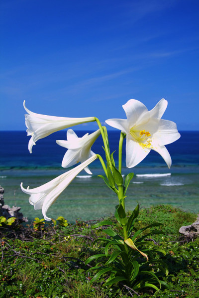 东百合名和平角