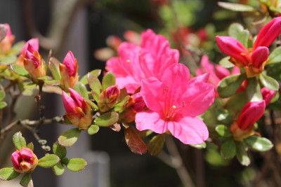 红色的杜鹃花