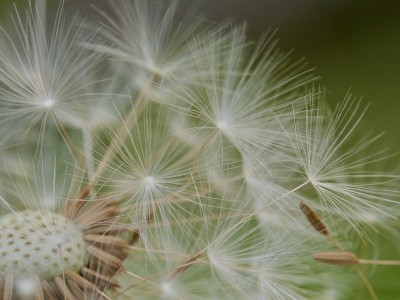 蒲公英种子的微距拍摄