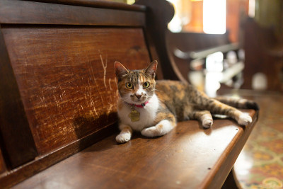 斑猫在教堂里休息。