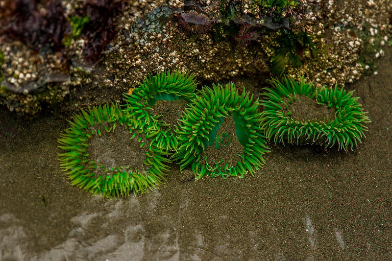 奥林匹克半岛海洋生物