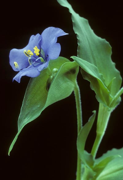 蓝色蜘蛛麦芽汁