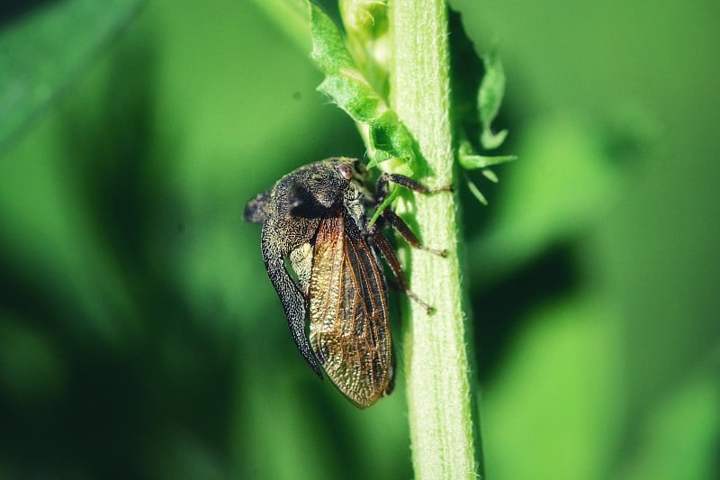 Treehopper