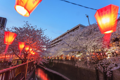 美丽的樱花樱花在长时间曝光在长时间亮
