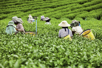 泰国的茶园。