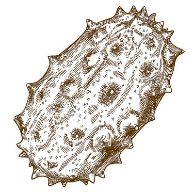 engraving illustration of horned melon