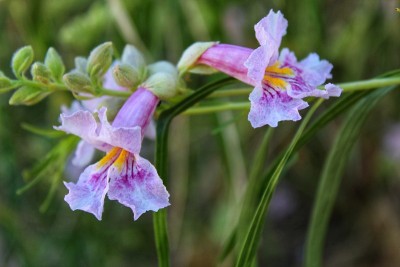 chilopsis - 29棕榈树- 050819 c