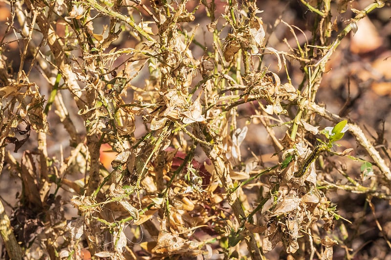 黄杨被黄杨蛾毛虫，Cydalima perspectalis，