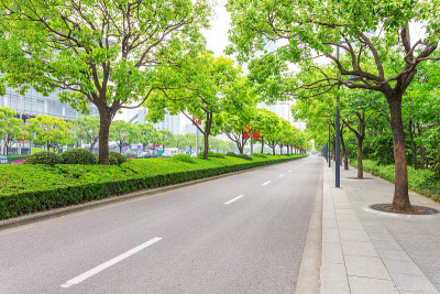 树木装饰了现代城市的道路