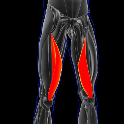 Vastus Medialis Muscle Anatomy For Medical Concept