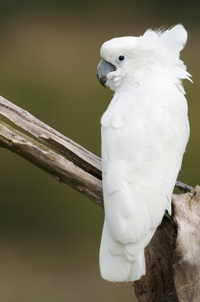 Umbrella Cockatoo (Cacatua alba)