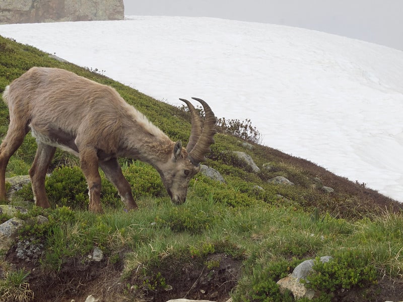 Ibex / Tre-le-champ,法国