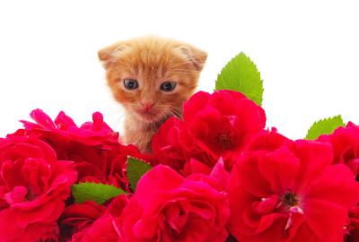 小花猫和红花。