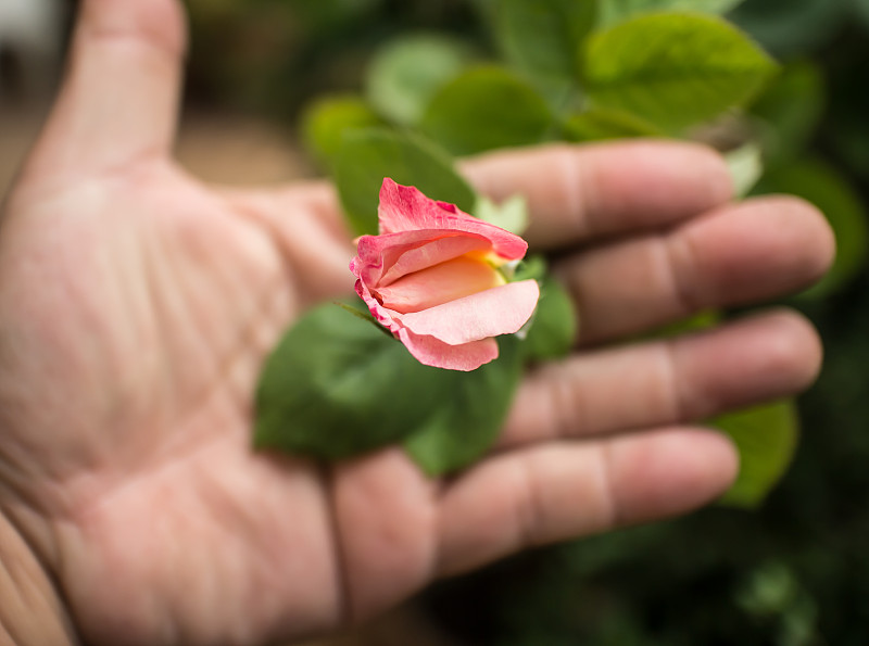 黄粉玫瑰花