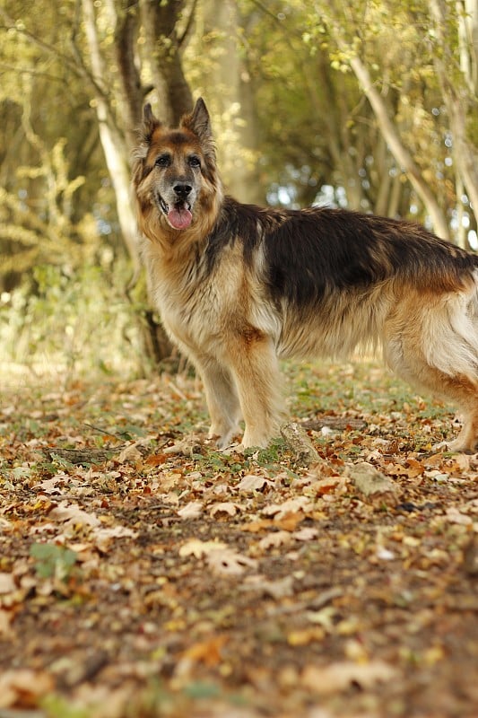 秋天森林里的德国牧羊犬