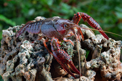 红色沼泽小龙虾
