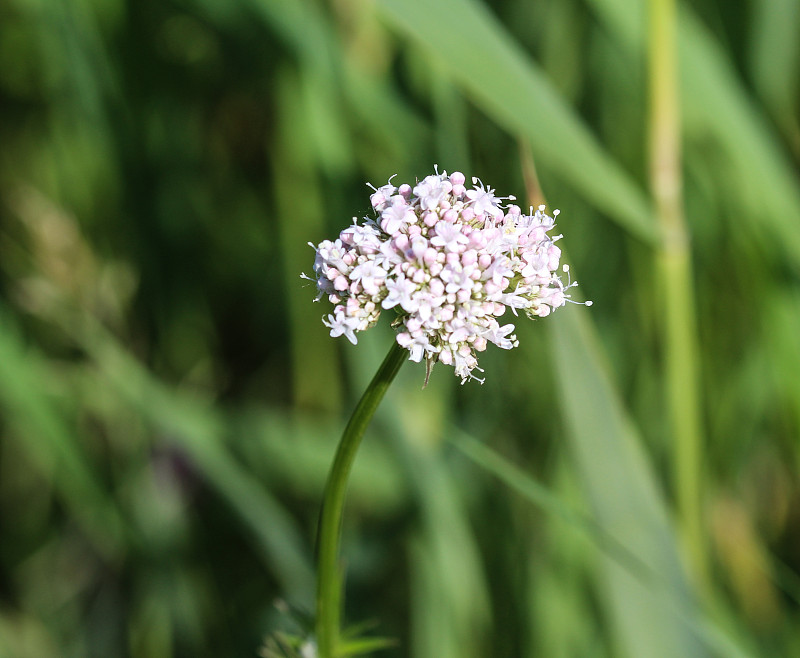 缬草(Valeriana officinalis)在春天开花