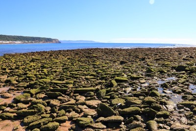 在西班牙Los Caños de Meca海滩，数千块被淤泥覆盖的岩石在退潮时暴露在海岸上