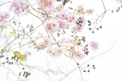 紫薇或皇后花