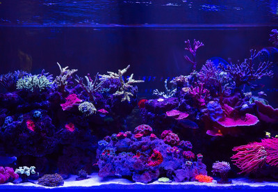 海洋水族馆里美丽多彩的珊瑚。
