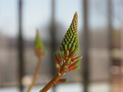 绿色芦荟花