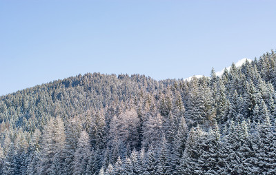 山上森林的第一场秋雪