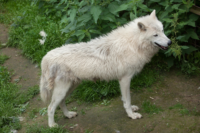 北极狼(犬类)