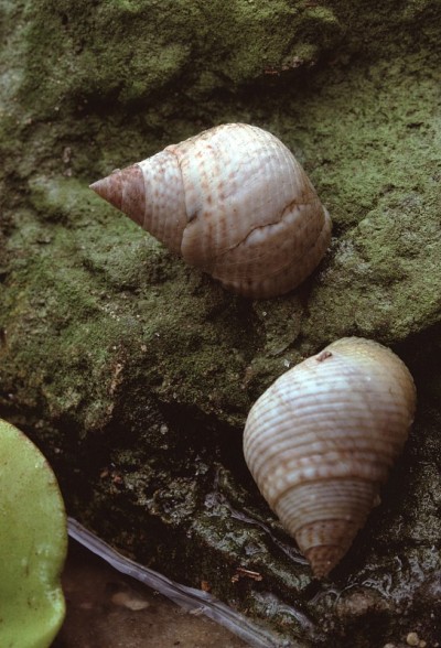 长春螺(Littorina Littorea)