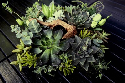 开花高凉菜属花园