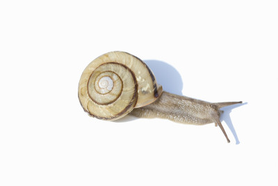 蜗牛