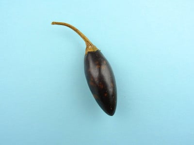 干拨浪鼓墨西哥辣椒，也被称为卡斯卡贝尔辣椒和拨浪鼓辣椒在浅蓝色的背景