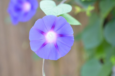 灿烂的牵牛花
