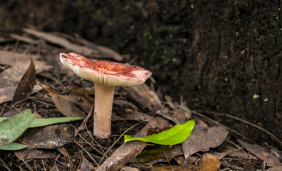 野蘑菇