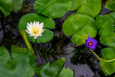 特写莲花