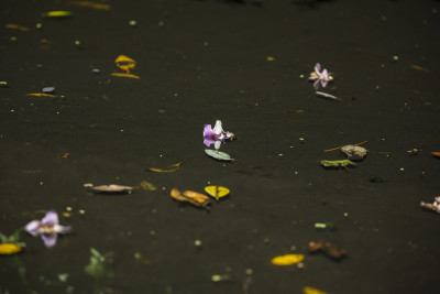 花落在湖面上