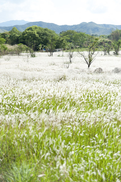 芒草领域