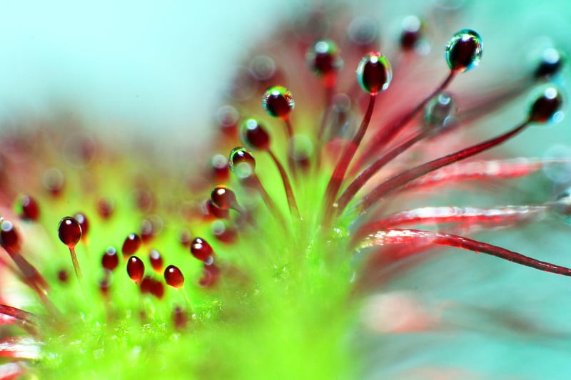 超级宏的美丽茅膏(drosera)复古风格