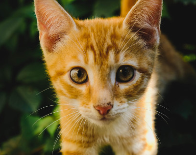 猫在看镜头