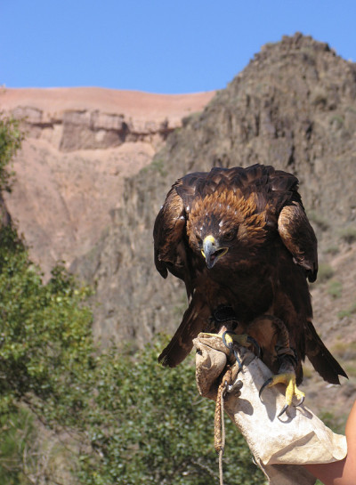 哈萨克斯坦金雕(aquila chrysaetos)