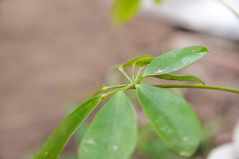 谢夫莱拉带着盾牌离开了。植株被寄生，封闭复制空间。