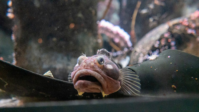 蒙特雷湾水族馆的鱼类展览