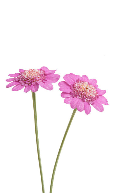 粉红色雏菊孤立