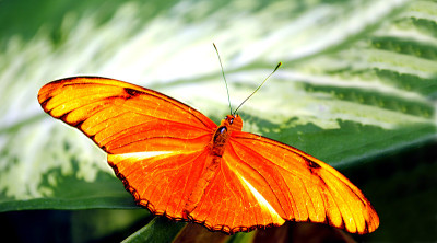 火蝴蝶的拉丁名字是Dryas iulia