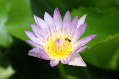 紫色的莲花