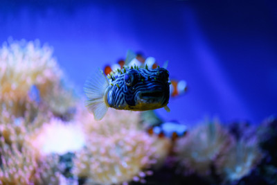 鱼类Diodon长刺刺猬鱼在海洋水族馆。(Diodon holocanthus)