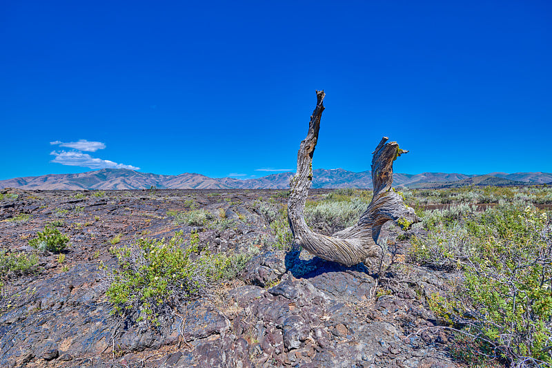 月球国家公园火山口熔岩流顶部扭曲的木头。