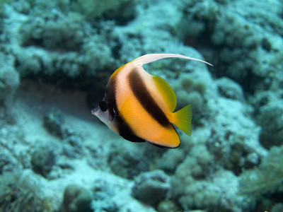红海旗鱼