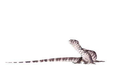 帝汶巨蜥，Varanus timorensis，白色