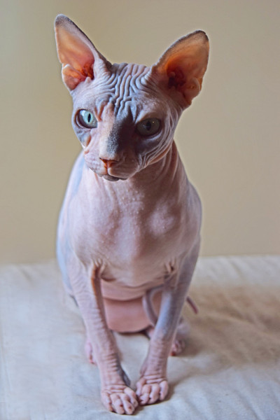 加拿大Sphynx